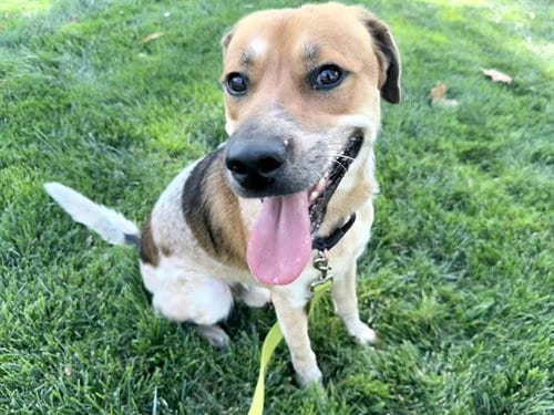 Photo of Michelangelo, adoptable Australian Cattle Dog/Blue Heeler in Martinez, California