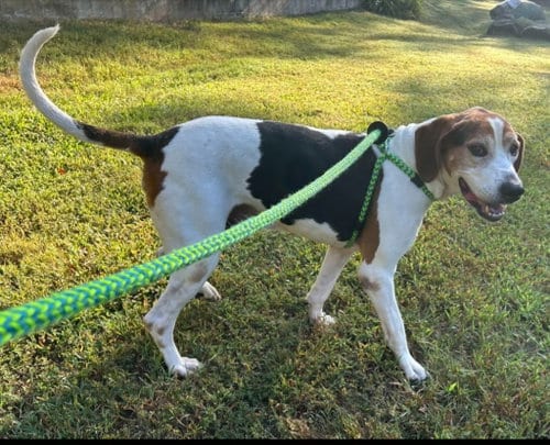 Photo of Archie, adoptable Hound in Lovingston, Virginia