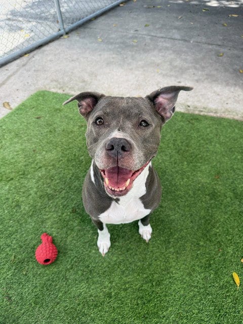Photo of Katie, adoptable Pit Bull Terrier in Fort Myers, Florida