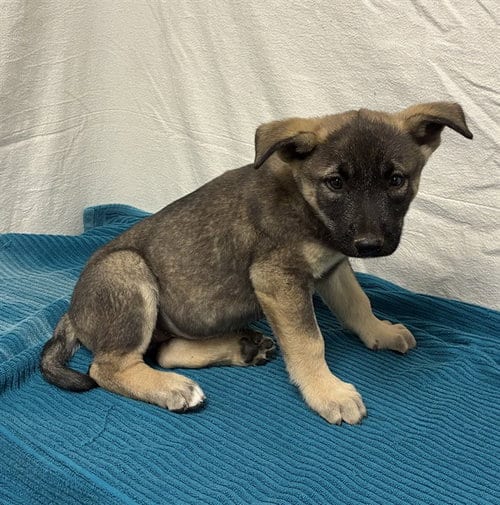 Photo of Bolt, adoptable German Shepherd Dog in Castaic, California