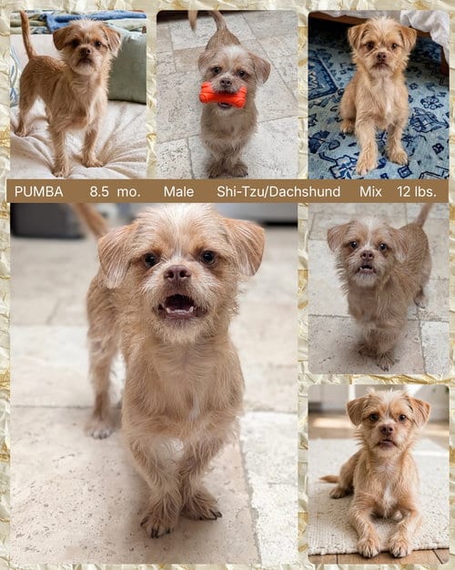 Photo of Pumba, adoptable Shih Tzu in Mesa, Arizona