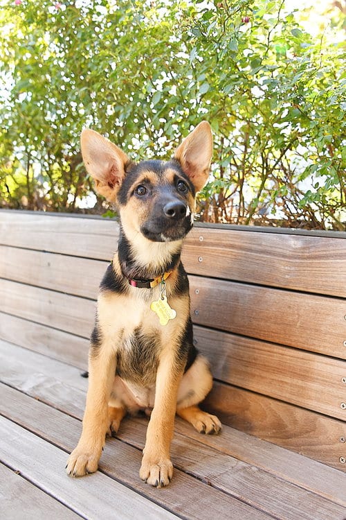 Photo of Laurel Ears, adoptable German Shepherd Dog in Sandy, Utah