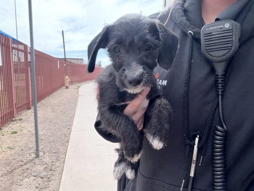 Photo of Rams, adoptable Border Terrier in Phoenix, Arizona