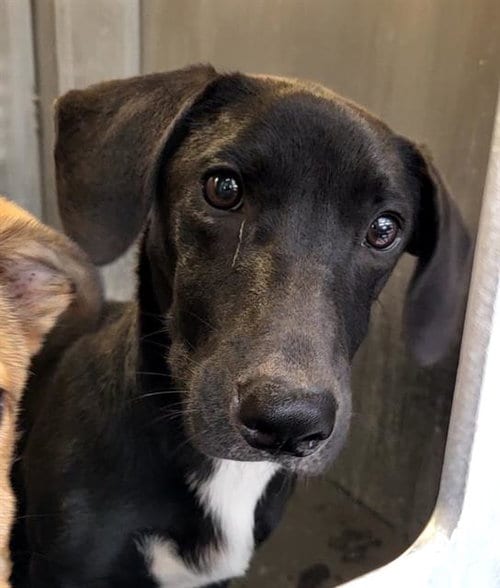 Photo of Rocky, adoptable Dachshund in San Antonio, Texas