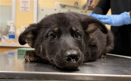 Photo of Starbright, adoptable German Shepherd Dog in Orange, California