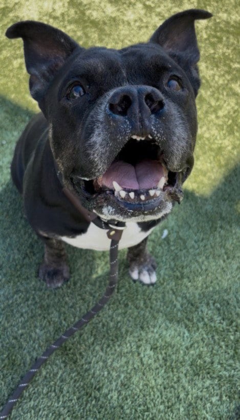 Photo of Frankie, adoptable Pit Bull Terrier in Los Angeles, California