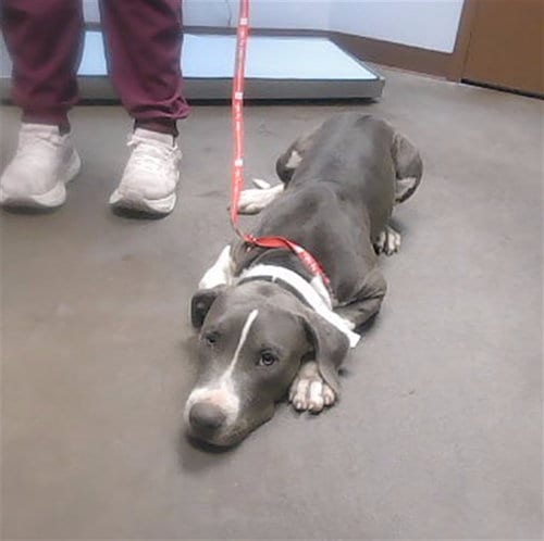 Photo of Pierre, adoptable American Pit Bull Terrier in Phoenix, Arizona
