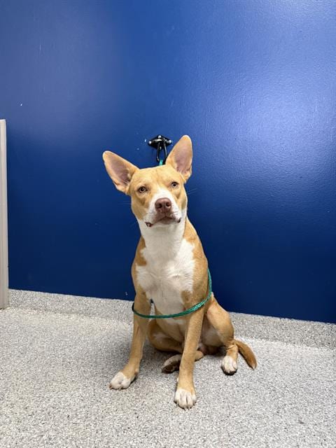 Photo of Red, adoptable American Staffordshire Terrier in Pasadena, Texas