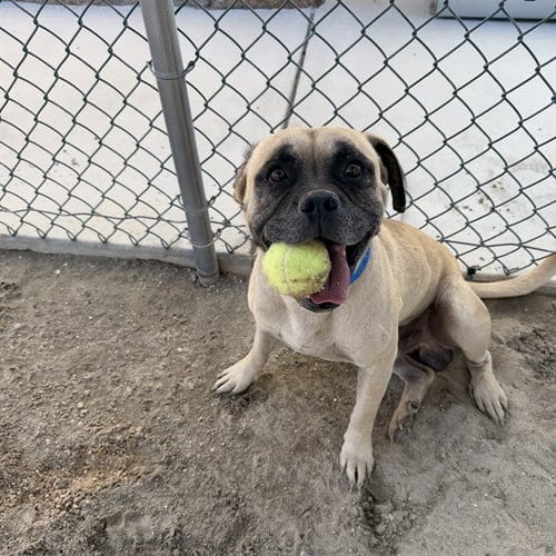 Photo of Peter, adoptable Boxer in Thousand Palms, California