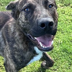 Photo of Mash Tater, adoptable Labrador Retriever in East Ridge, Tennessee