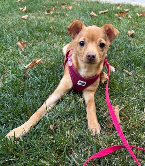 Photo of Fia, adoptable Chihuahua in Davis, California