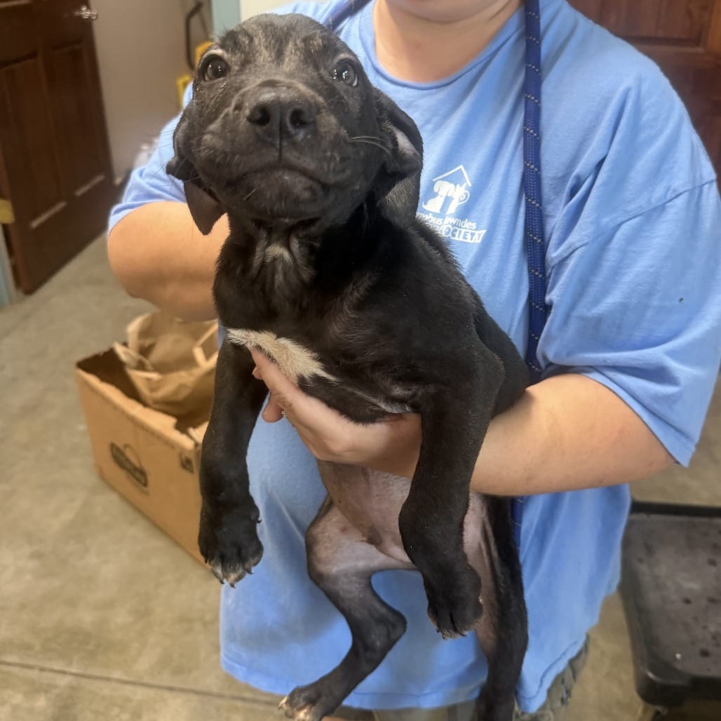 Photo of Robin, adoptable Retriever, Labrador / Mixed Breed (Medium) in Staunton, Virginia