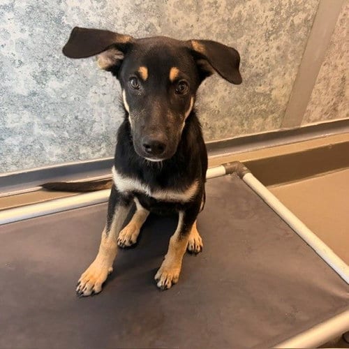 Photo of October, adoptable Unknown breed in Rancho Santa Fe, California
