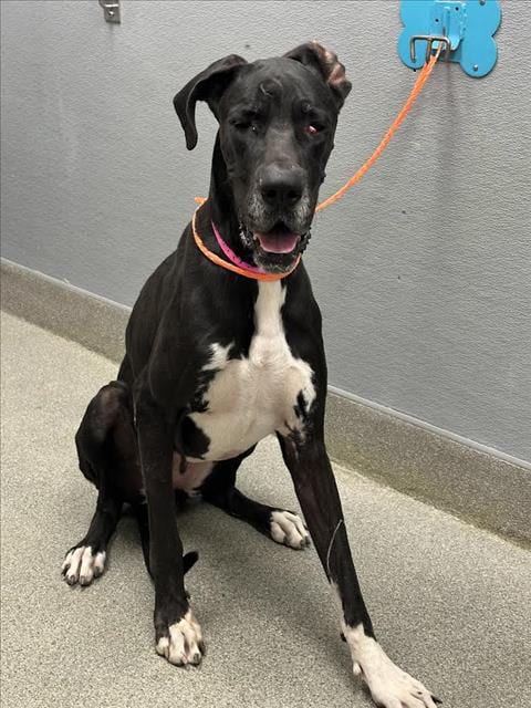 Photo of Sloan, adoptable Great Dane in Las Vegas, Nevada