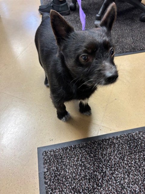 Photo of Taz, adoptable Cairn Terrier in Fort Wayne, Indiana
