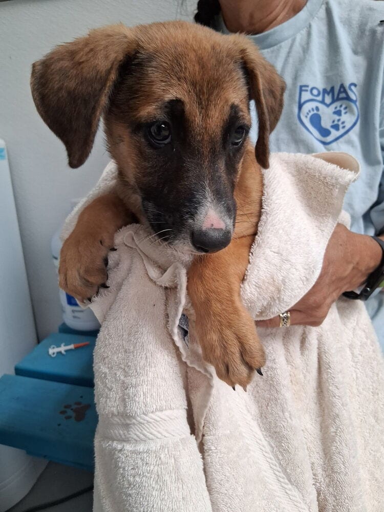 Photo of Fiona, adoptable German Shepherd Dog in Mountainair, New Mexico