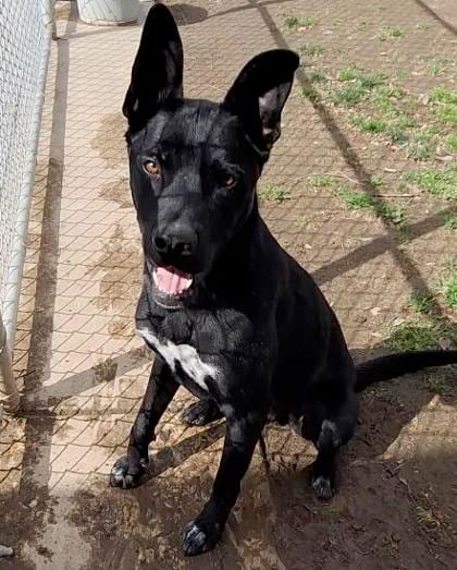 Photo of Zeus, adoptable McNab Herding Dog/Mix in Bakersfield, California