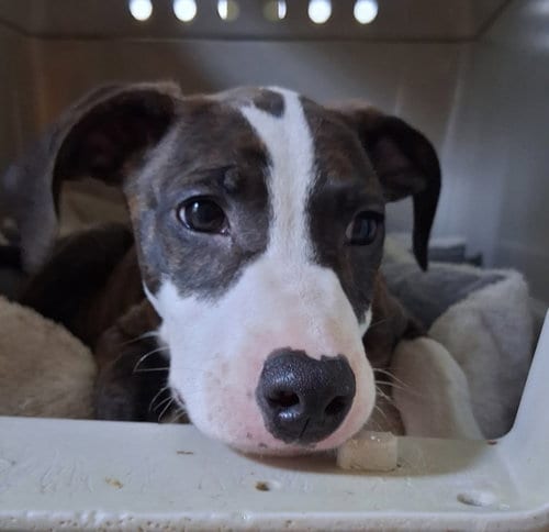 Photo of Star, adoptable American Pit Bull Terrier in Chester, Virginia
