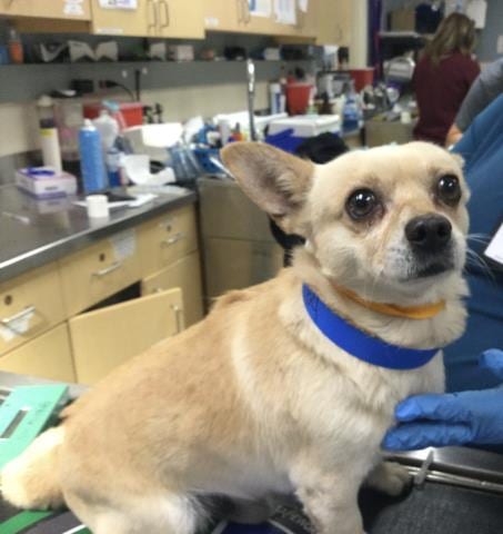 Photo of Jerry, adoptable Chihuahua in Riverside, California