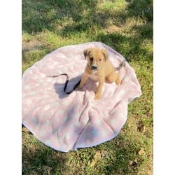 Photo of Sugar Bear, adoptable Collie in Medfield, Massachusetts