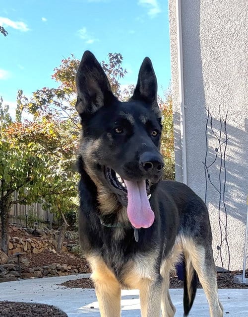 Photo of Brocko, adoptable German Shepherd Dog in Modesto, California
