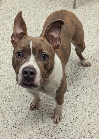 Photo of Addison Rae, adoptable dog in Atlanta, Georgia