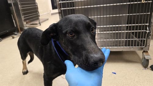 Photo of Jack, adoptable German Shepherd Dog in Riverside, California