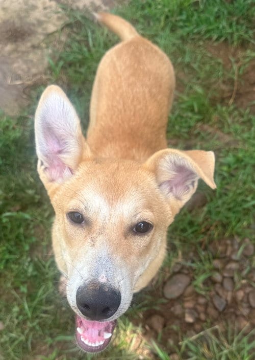 Photo of Ralph, adoptable Husky in Burnsville, North Carolina