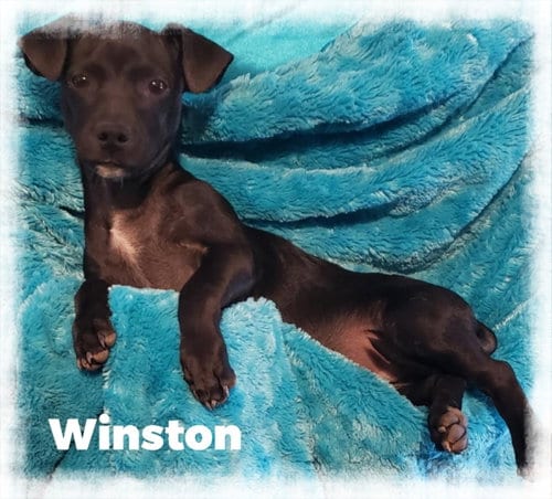 Photo of Winston, adoptable Chihuahua in Cherry Valley, California