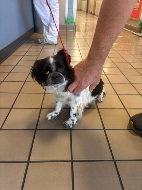 Photo of Keeley, adoptable Cocker Spaniel in Burbank, California