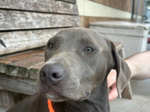 Photo of Edward, adoptable Pit Bull Terrier in Tulsa, Oklahoma