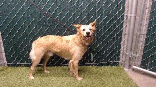 Photo of Wilson, adoptable Cocker Spaniel in Downey, California