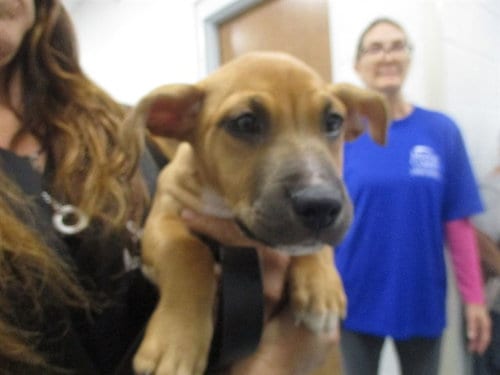 Photo of A391595, adoptable Boxer in Ocala, Florida