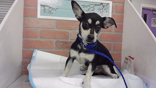 Photo of Sammy, adoptable Chihuahua in Houston, Texas