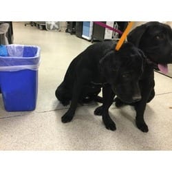 Photo of Blue, adoptable Labrador Retriever in Jurupa Valley, California