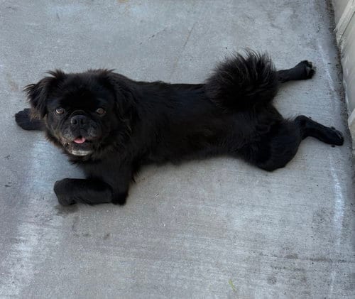 Photo of Rico, adoptable French Bulldog in Roseville, California
