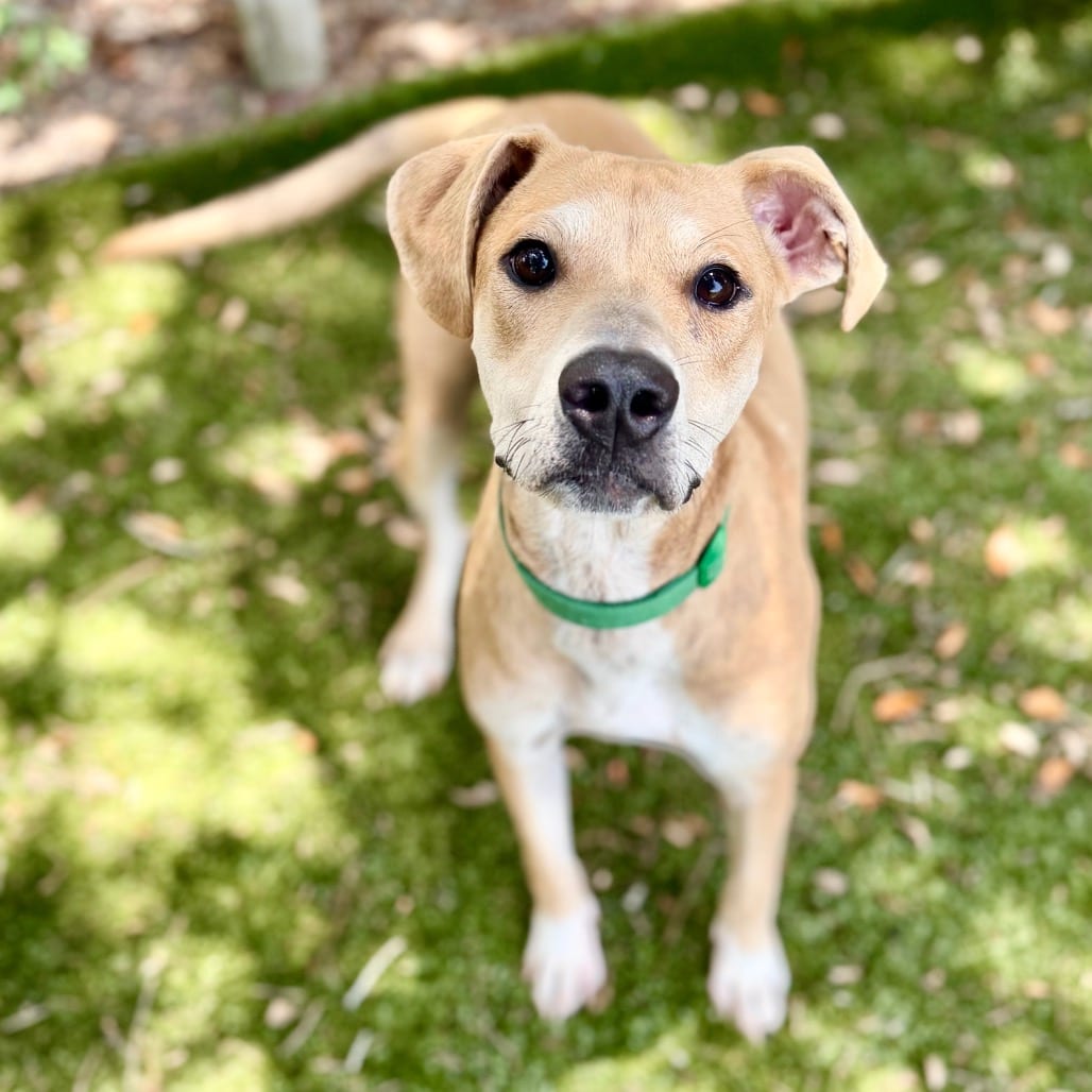 Photo of Bama, adoptable Mixed Breed (Small) in Milton, Florida