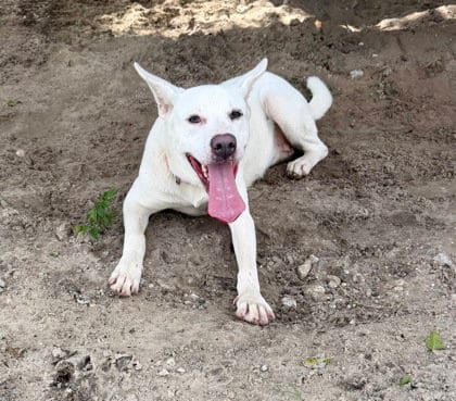 Photo of Earizbeth, adoptable Shepherd in Inverness, Florida