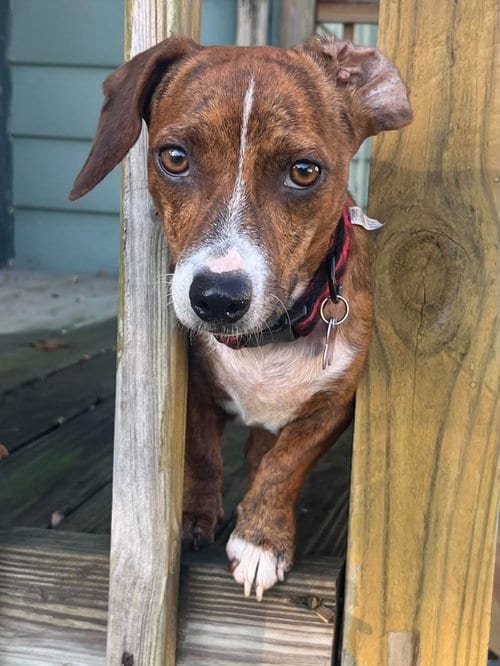 Photo of Candy, adoptable Dachshund in Mount Laurel, New Jersey