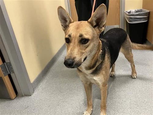 Photo of Christina, adoptable German Shepherd Dog in Orange, California