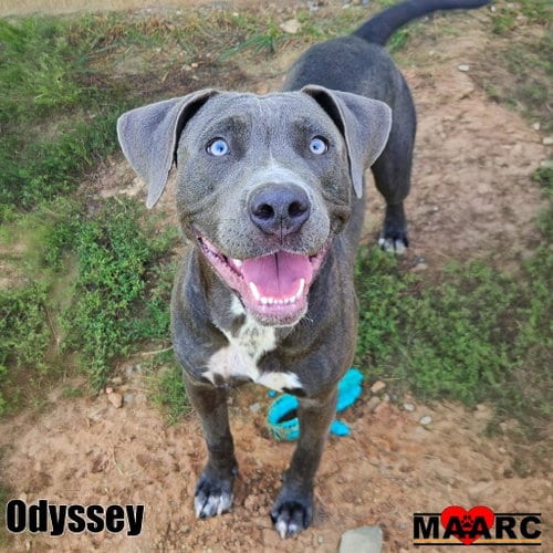 Photo of Odyssey, adoptable Pit Bull Terrier in Maryville, Tennessee