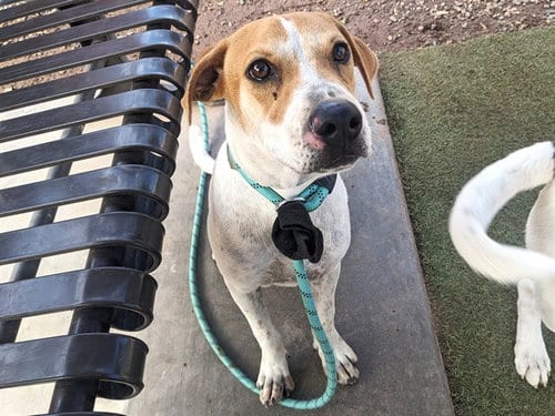 Photo of Buster, adoptable Labrador Retriever in Phoenix, Arizona