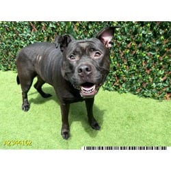 Photo of Maribel, adoptable Mixed Breed (Medium) in West Palm Beach, Florida