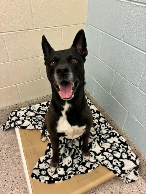 Photo of Frieza, adoptable German Shepherd Dog in Brighton, Colorado