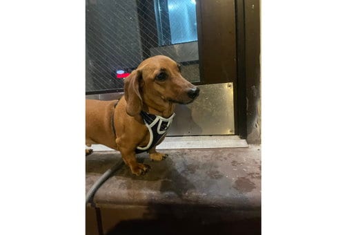 Photo of Willie3 (in Virginia), adoptable Dachshund in Brookfield, Maryland
