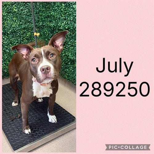 Photo of July, adoptable Pit Bull Terrier in Macon, Georgia