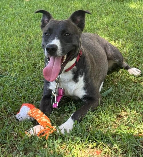 Photo of Selina, adoptable Labrador Retriever in San Diego, California