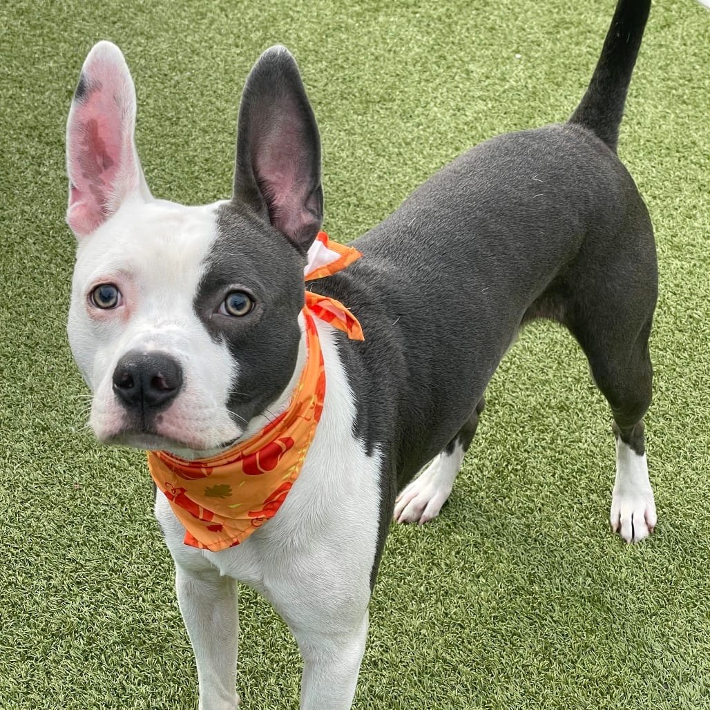 Photo of Motorola, adoptable Terrier, Pit Bull / Mixed Breed (Medium) in Jacksonville, North Carolina