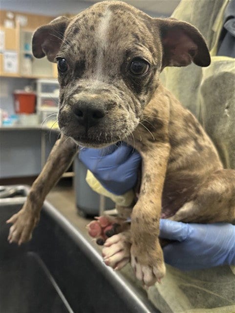Photo of Dust, adoptable American Pit Bull Terrier in Phoenix, Arizona