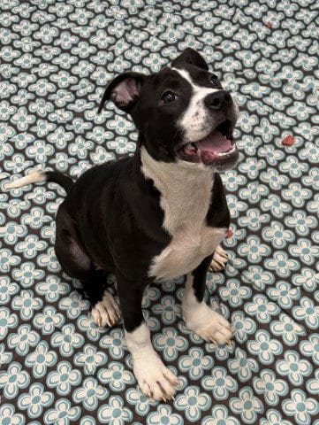 Photo of Emei, adoptable Pit Bull Terrier in Detroit, Michigan